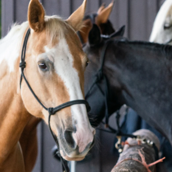 Equine Care Program: Introductory Course